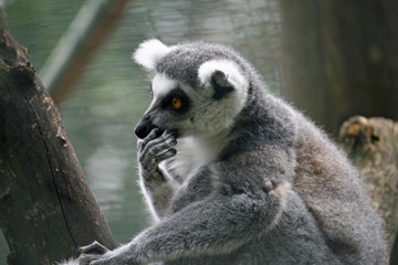 lemur pensive with his paw on the muzzle and the gray hair - obrazy, fototapety, plakaty