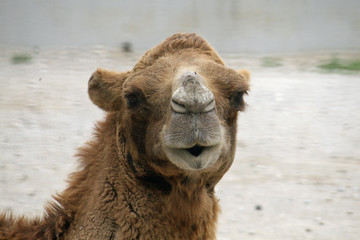 head of a camel or a Dromedary with tuft of brown hair