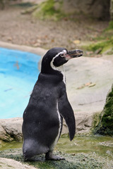 Penguin standing with the long beak