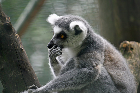 lemur pensive with his paw on the muzzle and the gray hair