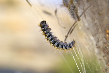 bruco processionaria macro