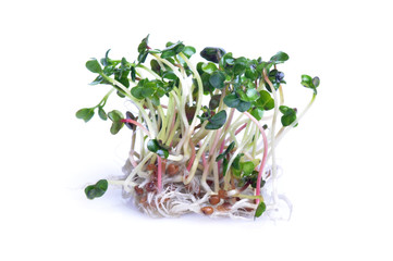 Sprouts on white background