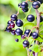 black currant