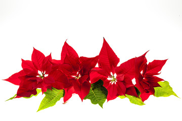 Arrangement with Christmas poinsettias