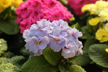 Gartenarbeit im Frühling