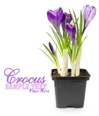 Crocuses in a pot over white