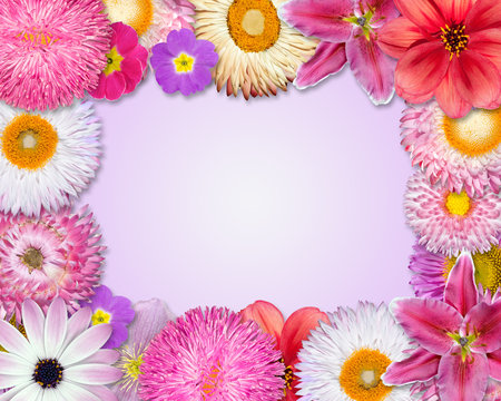 Flower Frame Pink, Purple, Red Flowers