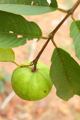 Guava on the tree