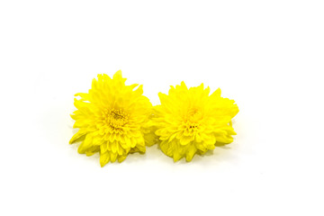 yellow chrysanthemums on white background