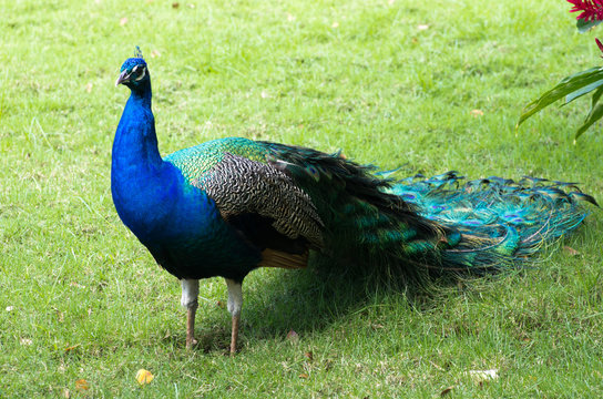 Fototapeta peacock with feathers