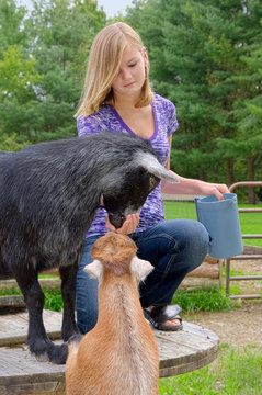 Teen Feeding Goats