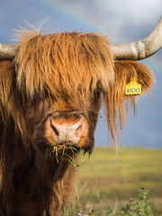 Highland Cow Portrait