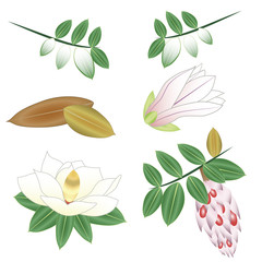 magnolia seasons