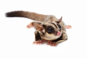 A close up of a sugar glider lying on the floor