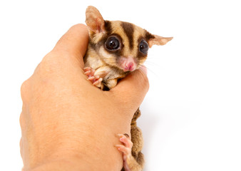 sugar glider in hand,small pet lovely