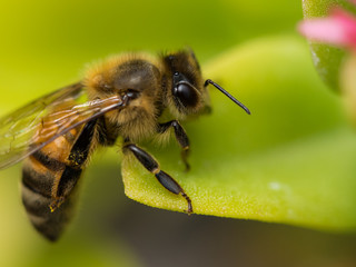 Bee on Leaf