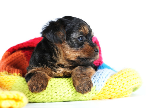 Yorkshire Terrier Portrait Puppy Profile