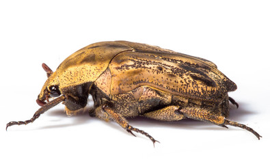 Golden Beetle