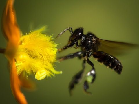 Fly landing on flower