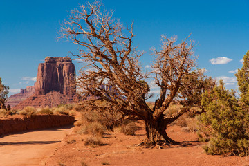 Alter Baum im Monument Valley