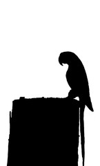 bird Silhouette