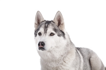 siberian husky
