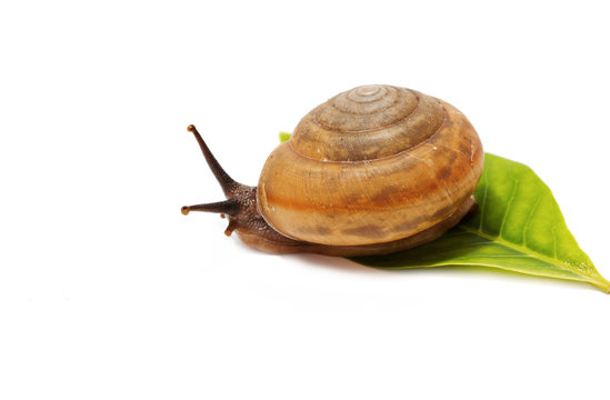 brown snail on a green leaf