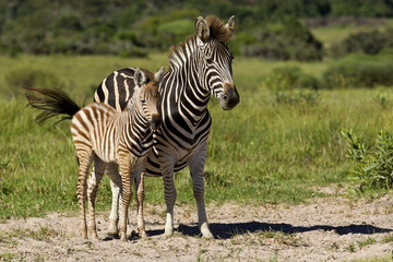 Fototapeta na wymiar Zebra i młoda