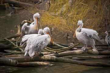 ZOO di Berlino: Cicogne