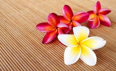 Fototapeta na wymiar Spa & wellness Koncepcja aromaterapia z kwiatu frangipani