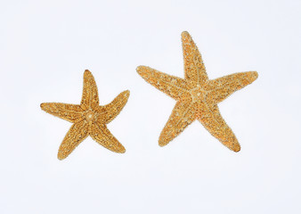 Fototapeta na wymiar starfishes on white background