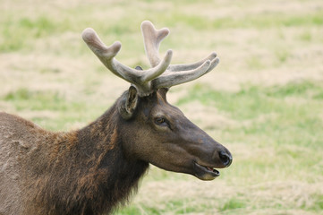 Velvet Elk