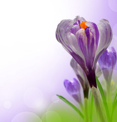 Beautiful Spring Flowers Crocus