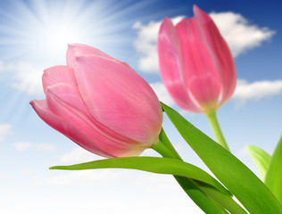Fototapeta premium pink tulip