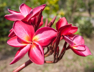 Pink plumeria