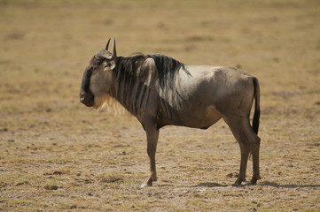 Obraz premium Wildebeest in the Savannah