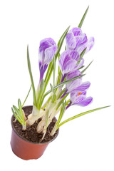 Crocuses