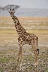 Obraz premium Giraffe in the Savannah