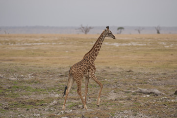 Giraffe in the Savannah