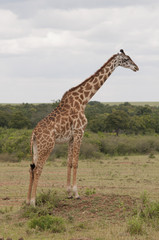 Fototapeta premium Giraffe in the Savannah