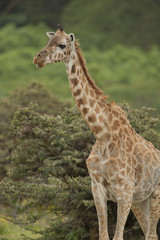 Close-up of a Giraffe