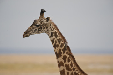 Close-up of a Giraffe