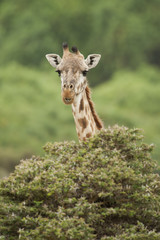 Close-up of a Giraffe