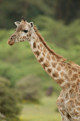 Close-up of a Giraffe
