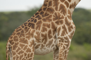 Giraffe texture