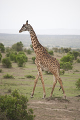 Giraffe in the Savannah