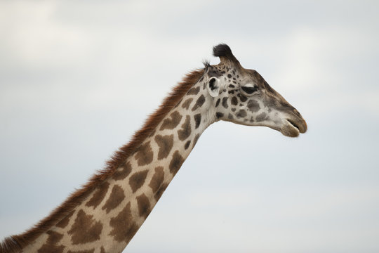 Close-up of a Giraffe