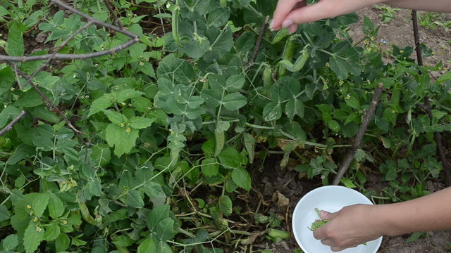 woman female hand gather pick ripe pease in white dish