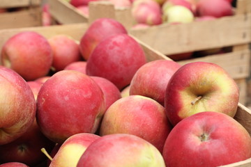 apples