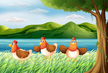 Les trois poulets au bord de la rivière